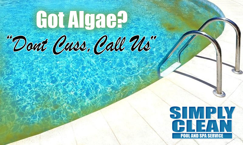 how to clean a pool full of algae